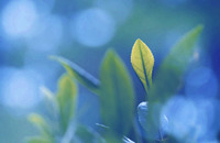 ���j�C���[�W